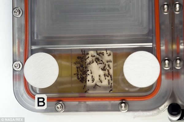 研究人员通过改变蚂蚁群体栖息环境大小,观察它们如何有效协同工作。