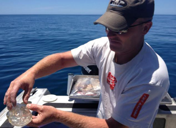 新西兰渔民出海时捕捞到一条完全透明的海洋生物“樽海鞘”