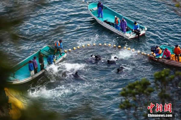 当地时间2014年1月21日,日本太地“海豚湾”,日本渔民围捕入网的海豚。