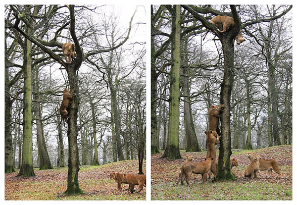 Ӣ��Ұ������԰��ͷʨ������һ�øߴ������