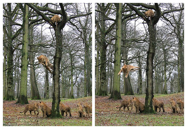 Ӣ��Ұ������԰��ͷʨ������һ�øߴ������