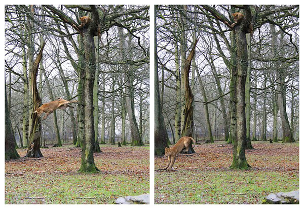 Ӣ��Ұ������԰��ͷʨ������һ�øߴ������