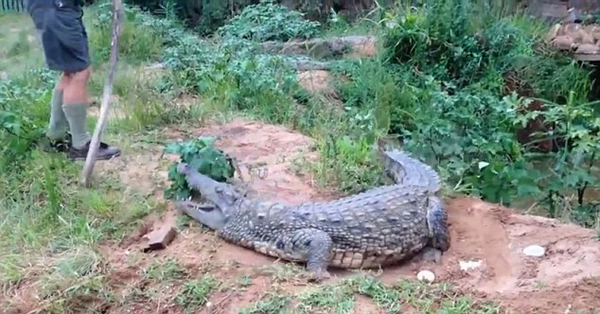南非农场主用木棍戳鳄鱼时被鳄鱼袭击