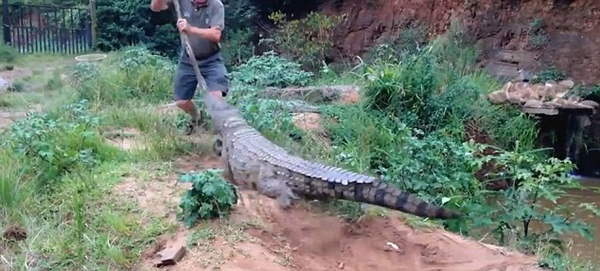 南非农场主用木棍戳鳄鱼时被鳄鱼袭击