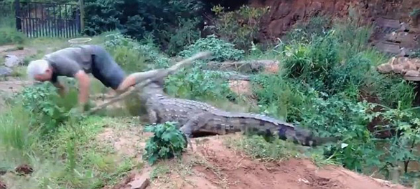 南非农场主用木棍戳鳄鱼时被鳄鱼袭击
