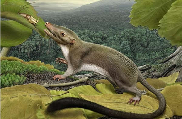 最早的胎盘哺乳动物复原图