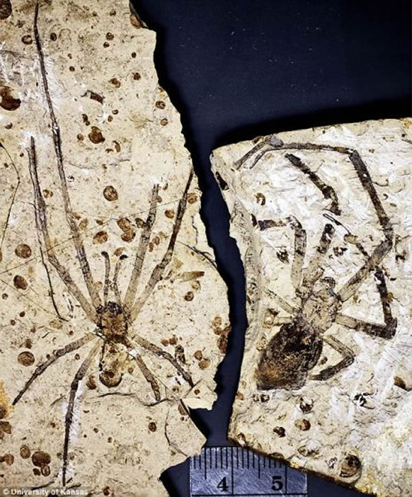 2011年,科学家将他们发现的生活在1.65亿年前的雌蛛命名为“侏罗络新妇蛛”。根据新发现的雄蛛的外形特征,科学家认为这对史前蜘蛛并非络新妇属家族成员。为了描述