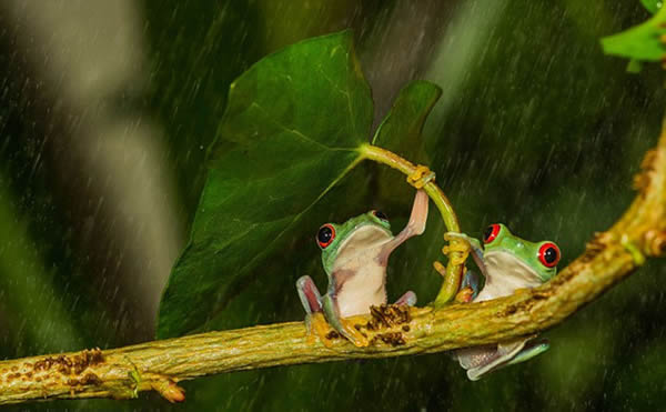 ���ܡ���ɡ��