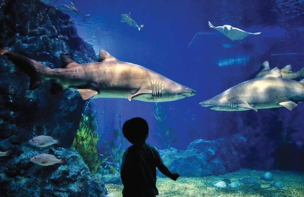 鲨鱼真的会早于大熊猫灭绝吗?