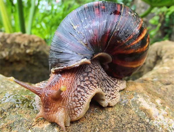 美国与澳大利亚引进的新品种蜗牛导致生态严重失衡