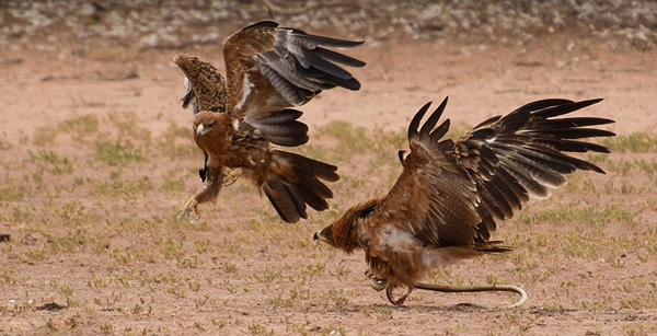 纳米比亚卡拉哈迪国家公园三只鹰争夺一条剧毒眼镜蛇