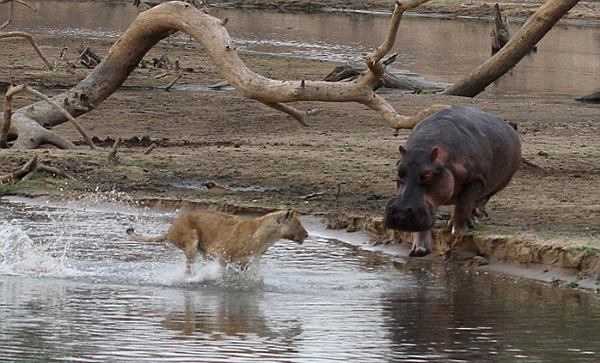 �ޱ���¬���Ϲ��ҹ�԰ʨ���������·��Ķ���