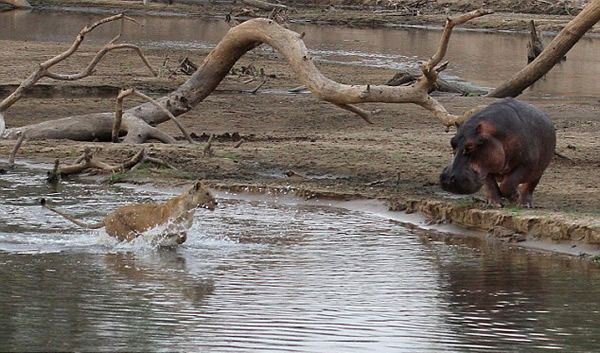 �ޱ���¬���Ϲ��ҹ�԰ʨ���������·��Ķ���