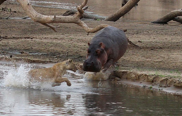 �ޱ���¬���Ϲ��ҹ�԰ʨ���������·��Ķ���