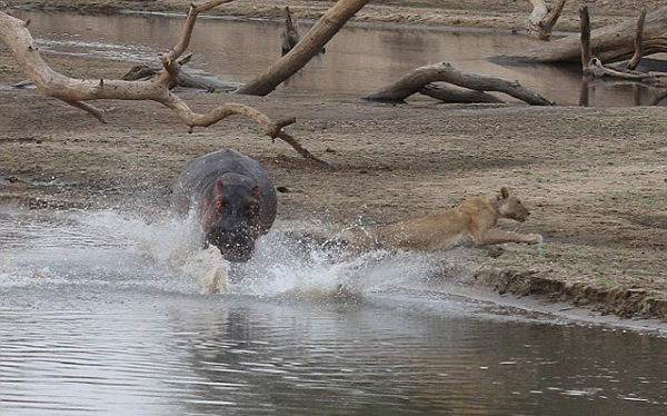 �ޱ���¬���Ϲ��ҹ�԰ʨ���������·��Ķ���