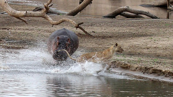 �ޱ���¬���Ϲ��ҹ�԰ʨ���������·��Ķ���