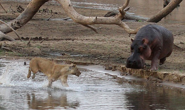 �ޱ���¬���Ϲ��ҹ�԰ʨ���������·��Ķ���