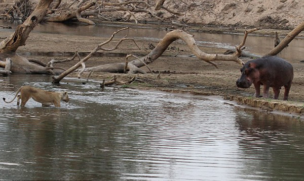 �ޱ���¬���Ϲ��ҹ�԰ʨ���������·��Ķ���