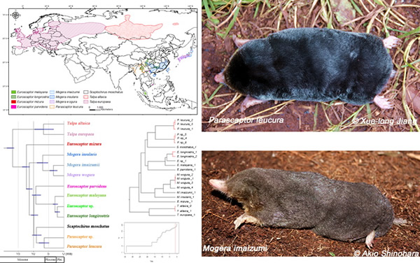 鼹鼠系统演化研究新进展
