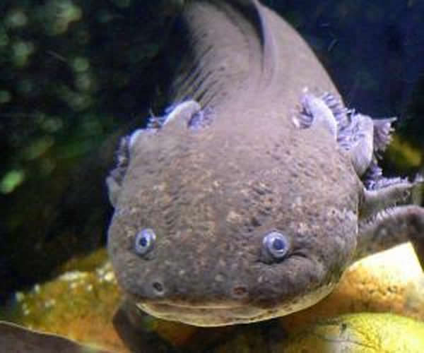 墨西哥钝口螈很有可能已灭绝