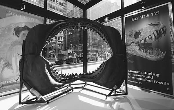 一家纽约拍卖行展出的拍卖化石