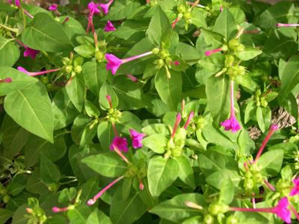 Mirabilis jalapa