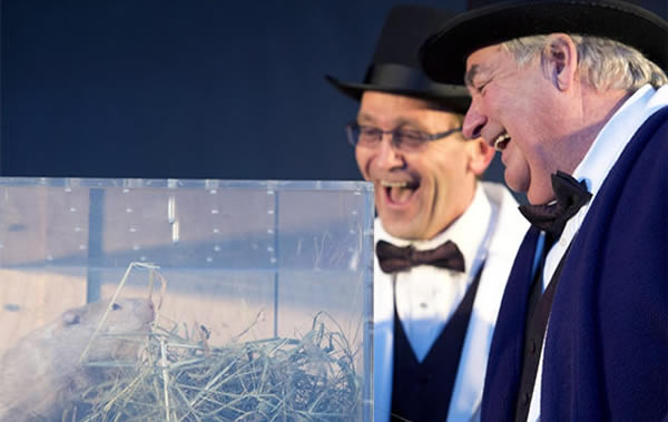 加拿大安大略省威尔顿小镇的土拨鼠“威利”出洞预测天气。