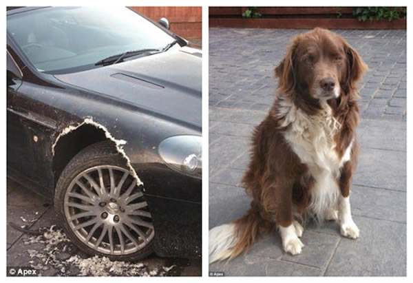 Ӣ�����ﹷ���������������ҧ��8��Ӣ������