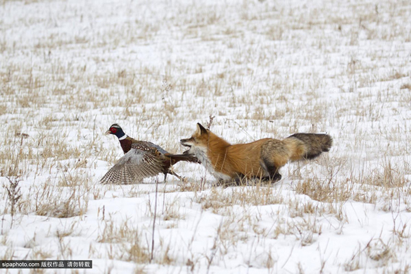 �������Ұ���Խƻ���ʳ�߱�ɫ