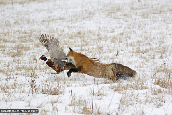 �������Ұ���Խƻ���ʳ�߱�ɫ