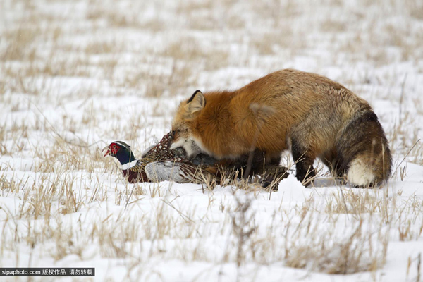 �������Ұ���Խƻ���ʳ�߱�ɫ