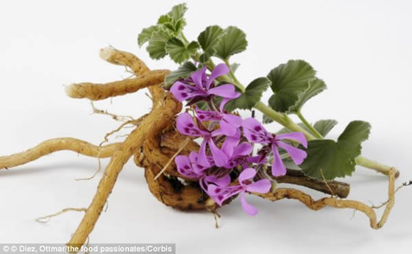 研究人员表示,天竺葵属植物可能是新型艾滋病(HIV)治疗方法的关键所在。天竺葵属植物老鹳草的提取物可使HIV-1型病毒失去活性,防止病毒侵入人体细胞。