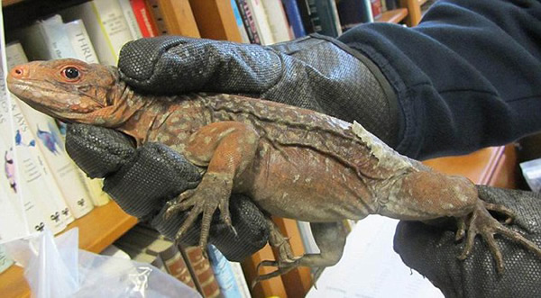 Ӣ��ϣ˼�޻��������ϡ�е�����Ʒ�ַǷ��뾳