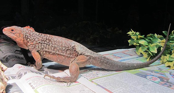 Ӣ��ϣ˼�޻��������ϡ�е�����Ʒ�ַǷ��뾳