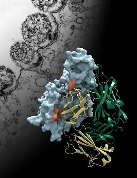 蛋白M(天蓝)结构