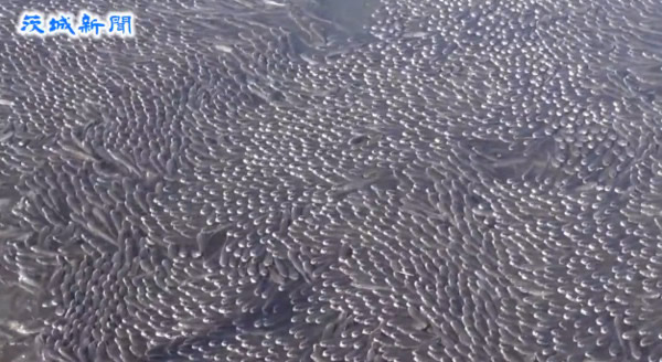 日本茨城县大洗町新年怪象:数万条乌鱼集结
