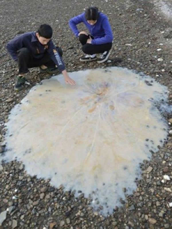 澳洲海滩出现疑似“狮鬃水母”的巨型水母