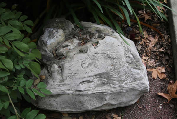 美国洛杉矶一所学校内发现1200万年前抹香鲸化石