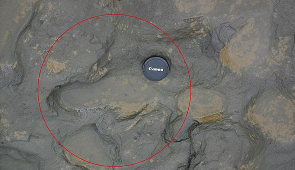 英国东海岸发现80万年前人类足迹化石