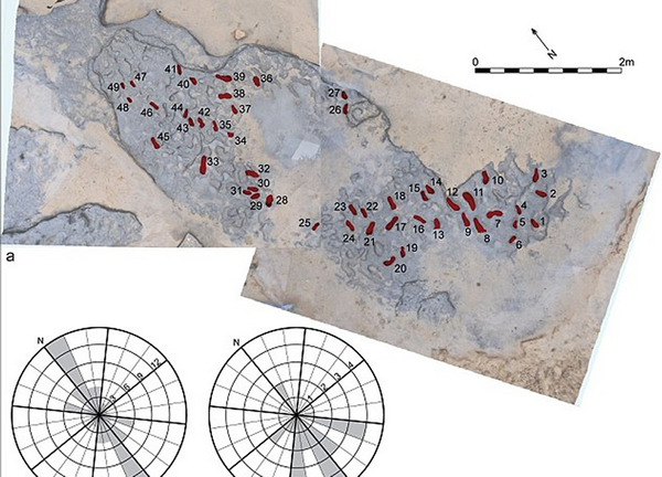 英国东海岸发现80万年前人类足迹化石