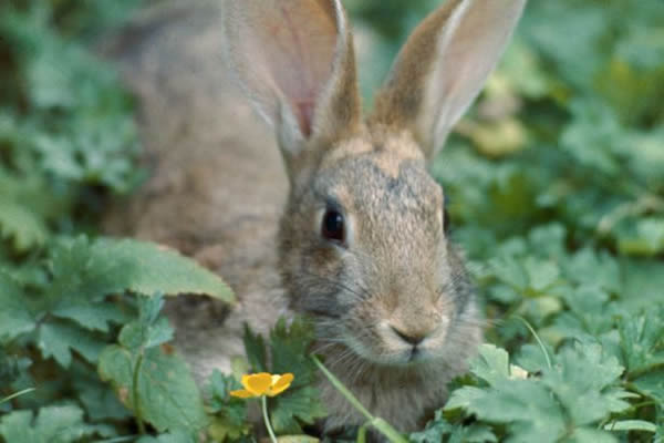 英国打洞的兔子们挖出大量新石器时代石器