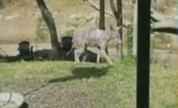 美国德克萨斯州拍摄神秘生物“卓帕卡布拉(chupacabra)”