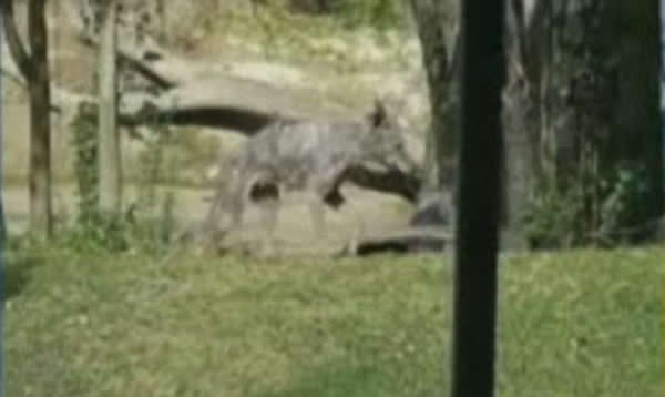 美国德克萨斯州拍摄神秘生物“卓帕卡布拉(chupacabra)”