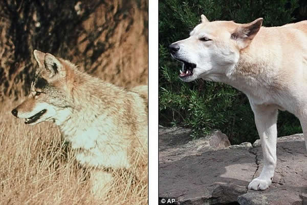 最新发现的吸血怪兽出没事件很可能就是一些杂交野狗,或者仅是一些毛发脱落的生病郊狼。