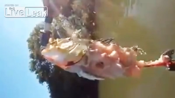 钓到大鱼却被食人鱼转眼啃光