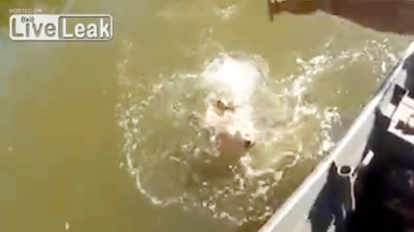 钓到大鱼却被食人鱼转眼啃光