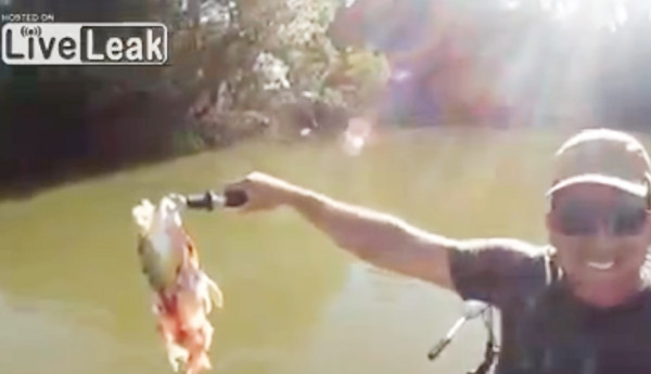 钓到大鱼却被食人鱼转眼啃光