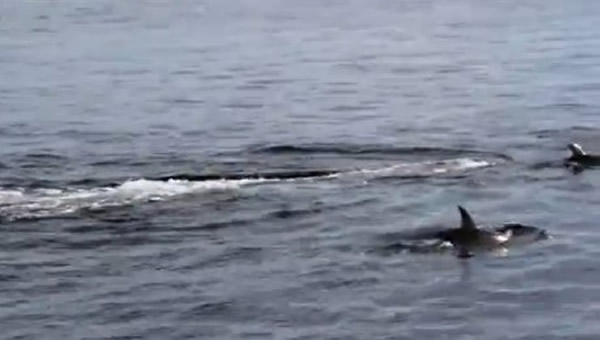 灰鲸求偶浪漫交配,瓶鼻海豚好奇观战