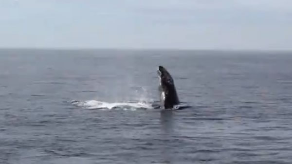 灰鲸求偶浪漫交配,瓶鼻海豚好奇观战