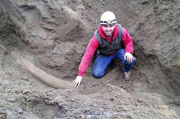 美国西雅图建筑工工地挖到冰河时期长毛象的长牙